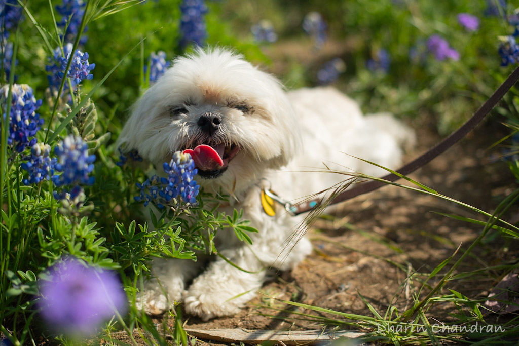 Best time to find Bluebonnets in Texas | Outside Suburbia