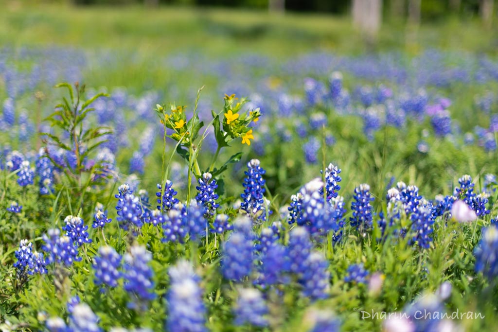 Chasing Wildflowers: Texas Bluebonnet - Ennis Bluebonnet Trail | Outside Suburbia