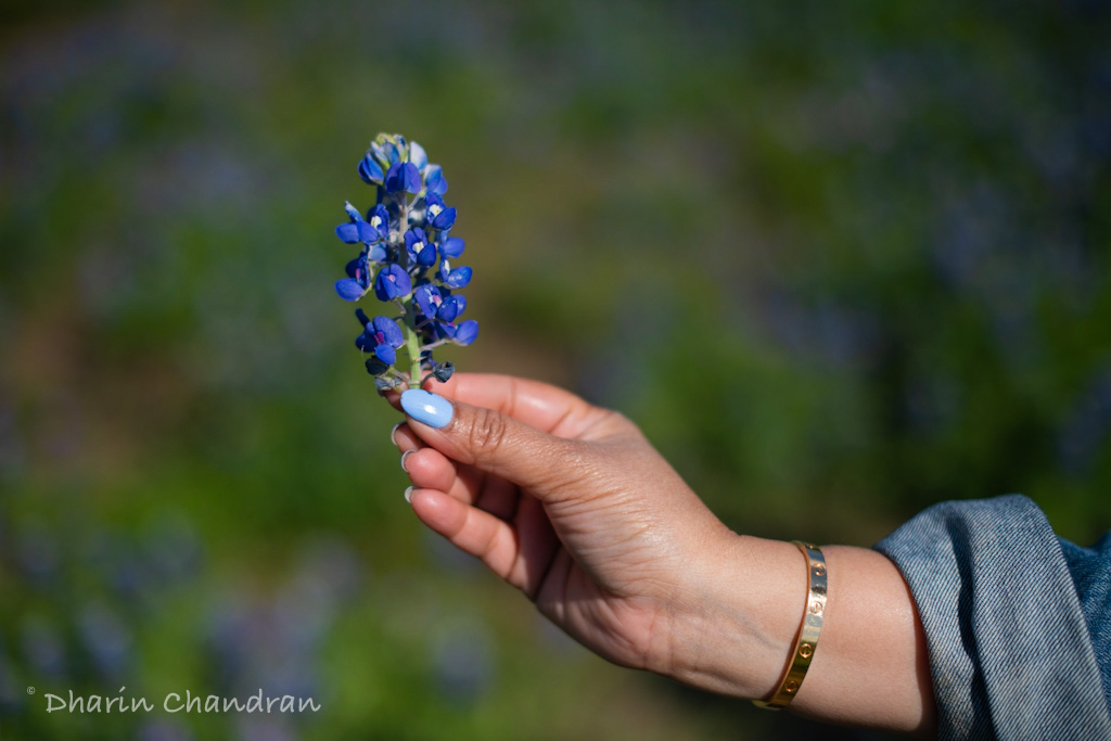 Is it illegal to pick the Texas Bluebonnets?