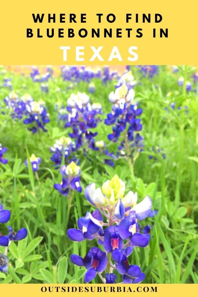Where to find bluebonnet fields in Texas