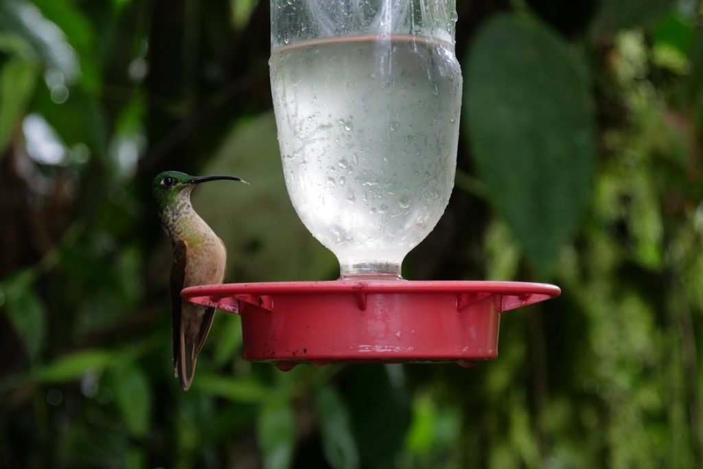 Bird watching in Mindo cloud forest near Quito, an easy Amazon experinece when visiting Ecuador | Outside Suburbia