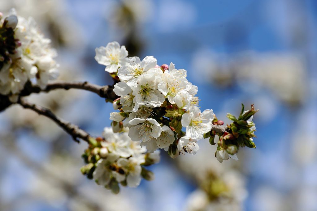 apple-tree-blossoms • Outside Suburbia Family