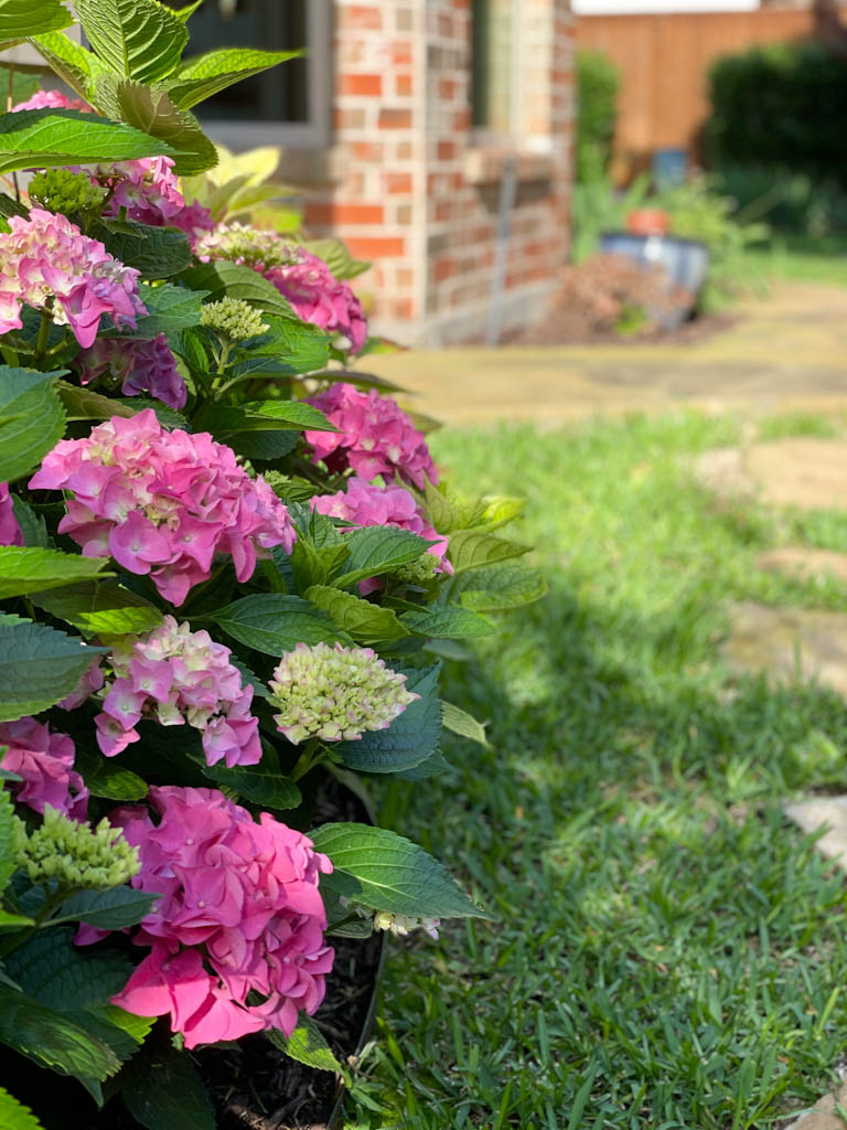 How to keep cut hydrangeas from wilting | Outside Suburbia