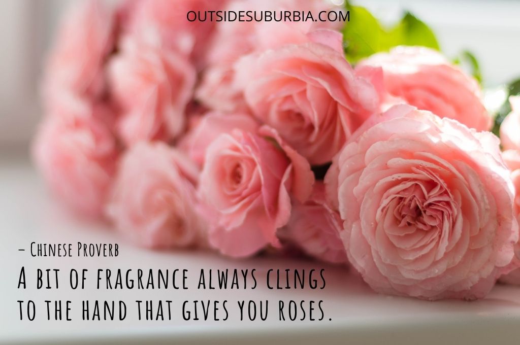 Beautiful Rose Quotes and Captions | Outside Suburbia