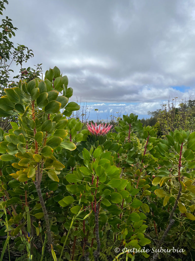 Things to do in Upcountry Maui near Haleakala National Park | Outside Suburbia