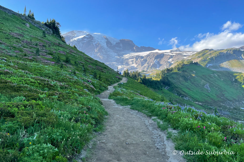 Are Dogs Allowed In Mount Rainier National Park