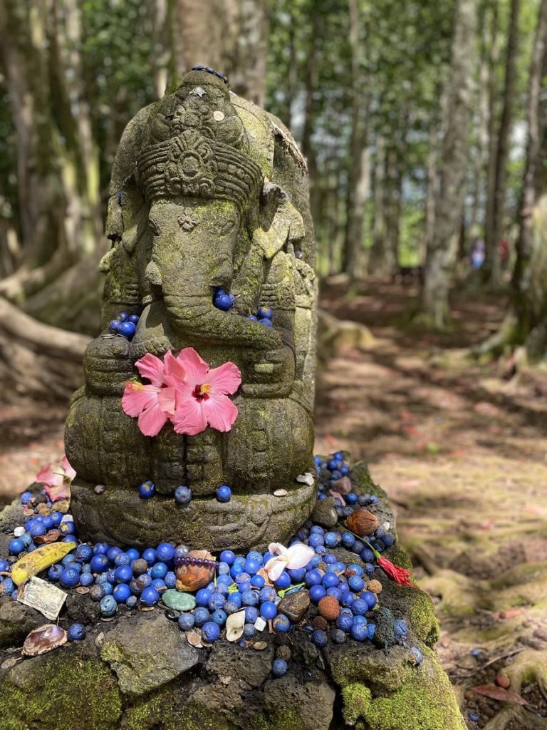 Sacred Rudraksha Forest, Kauai, Hawaii | OutsideSuburbia