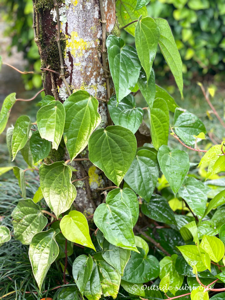 Betel leaf