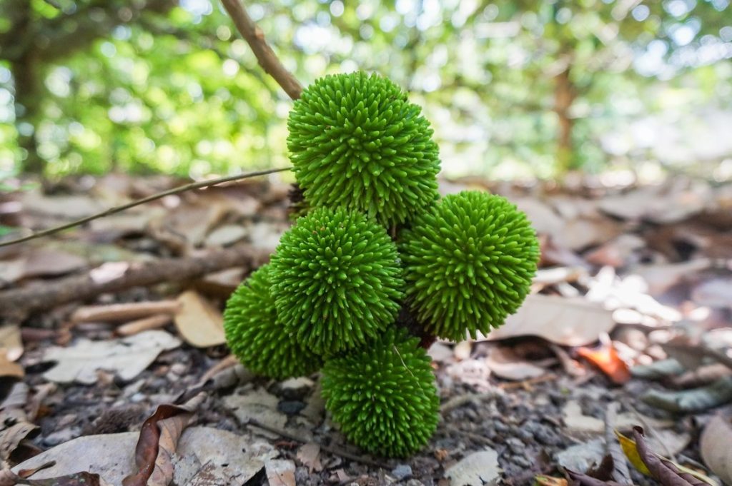 Exotic Asian Fruits you must try in Asia | OutsideSuburbia