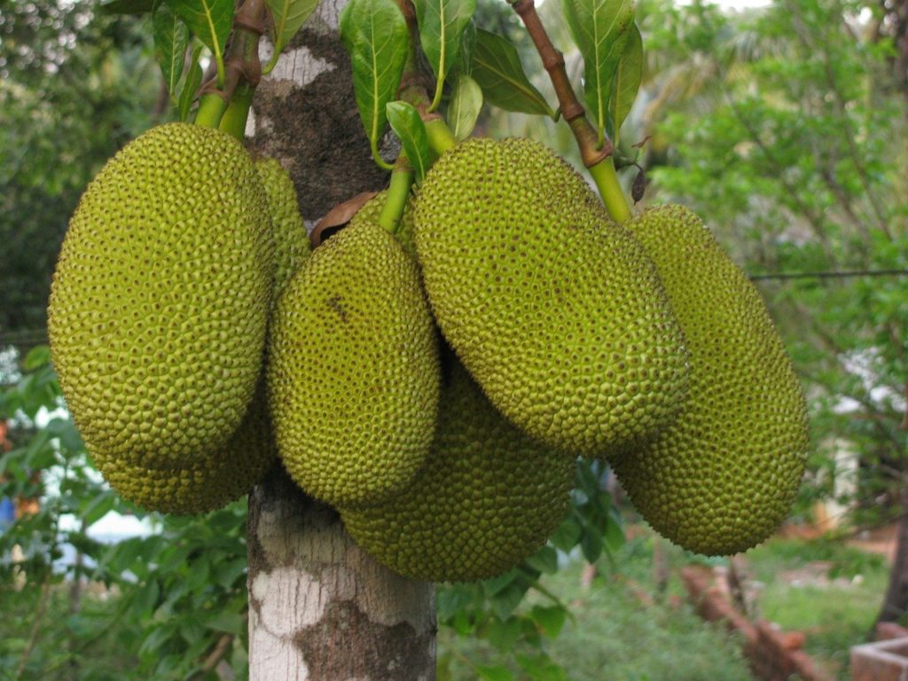 red spiky fruit with orange center