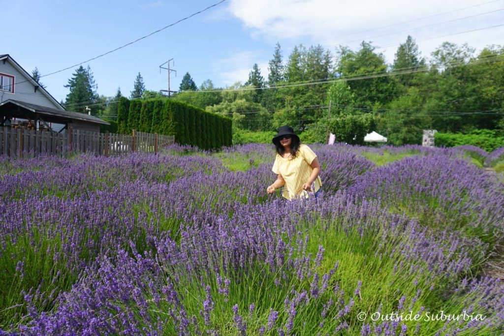 Lavender Field near Seattle | Best places to see Spring & Summer Flowers in the United States