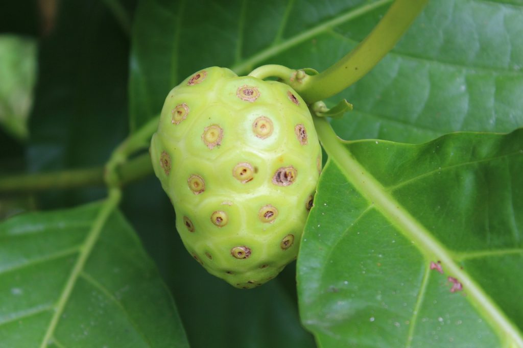 what is Noni and why is called vomit fruit