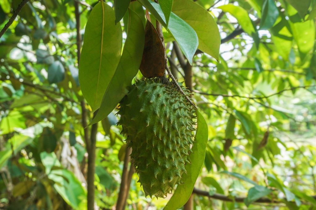 What does soursop - corossol - guanábana fruit taste like?