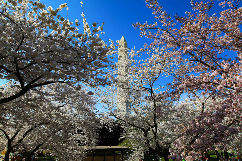 Best spots for cherry blossoms in Washington DC | Outside Suburbia