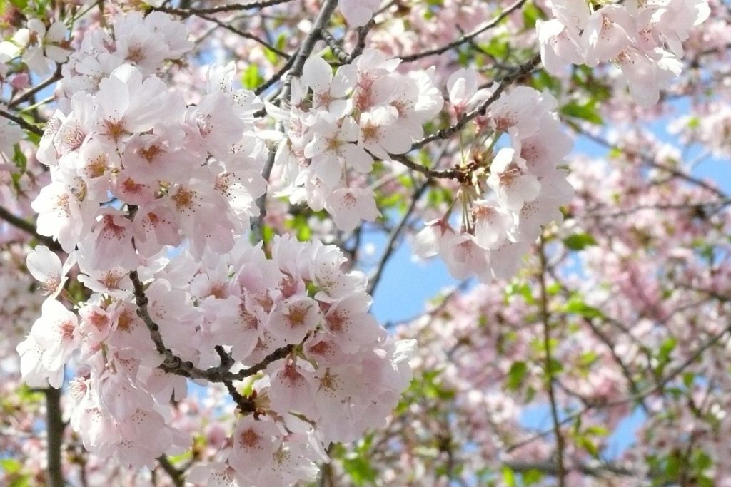 Where to see cherry blossoms in DC