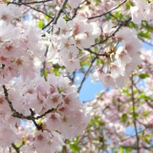 Where to see cherry blossoms in DC