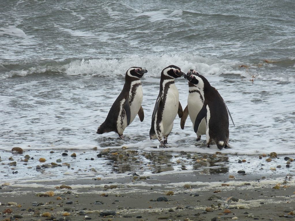 Magellanic penguins in Isla Magdalena - a day trip from Punta Arenas, Chile