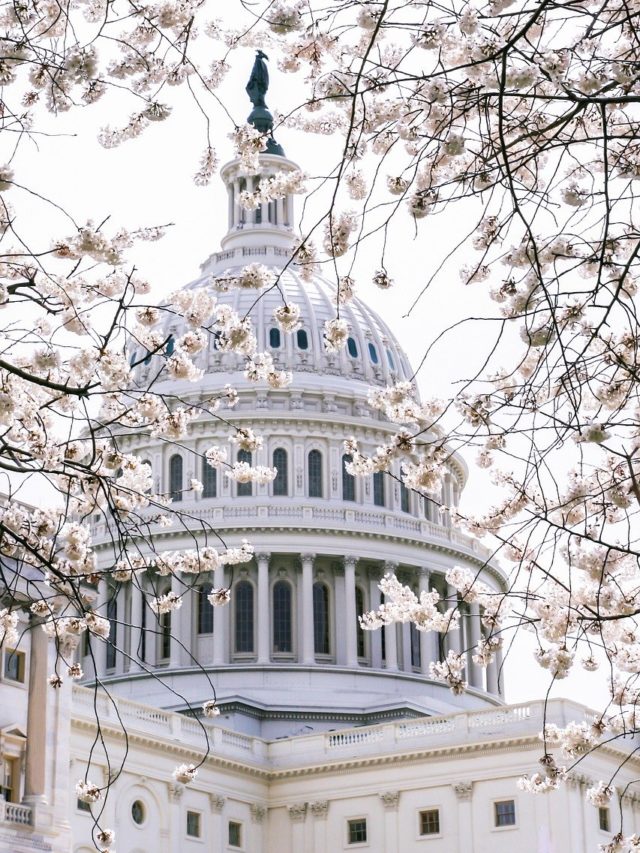 cropped-capital-washington-dc-cherry-blossoms-pb.jpg
