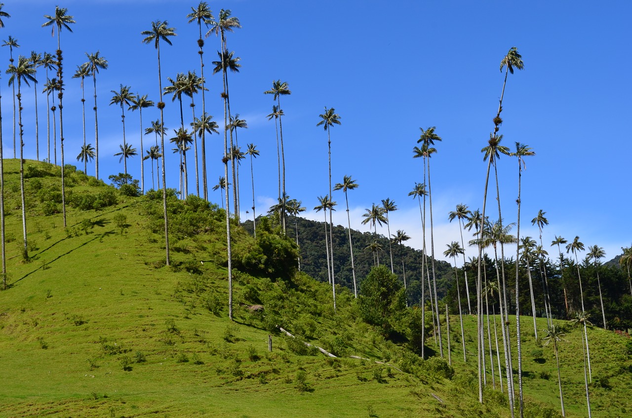 The wax palms in Valle de Cocora, Colombia
