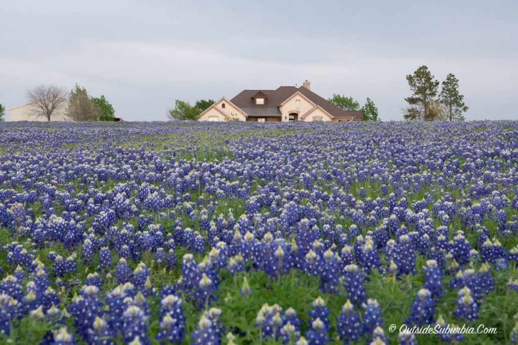 where to find Texas Bluebonnets