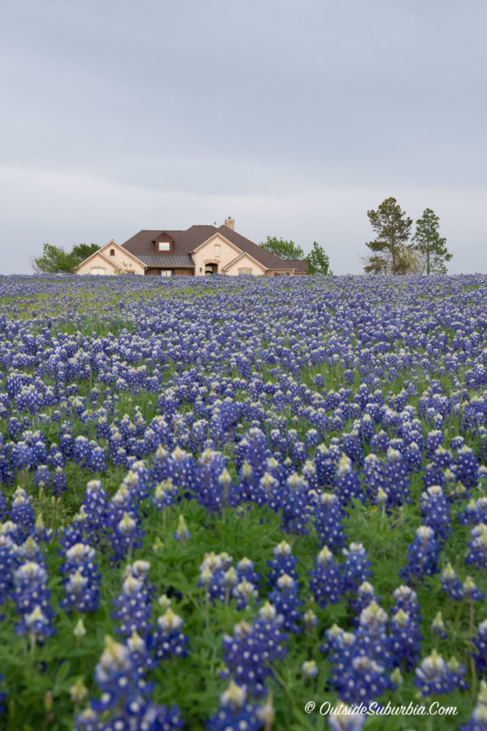 Best places to see Bluebonnets in Texas | Best places to see Spring & Summer Flowers in the United States