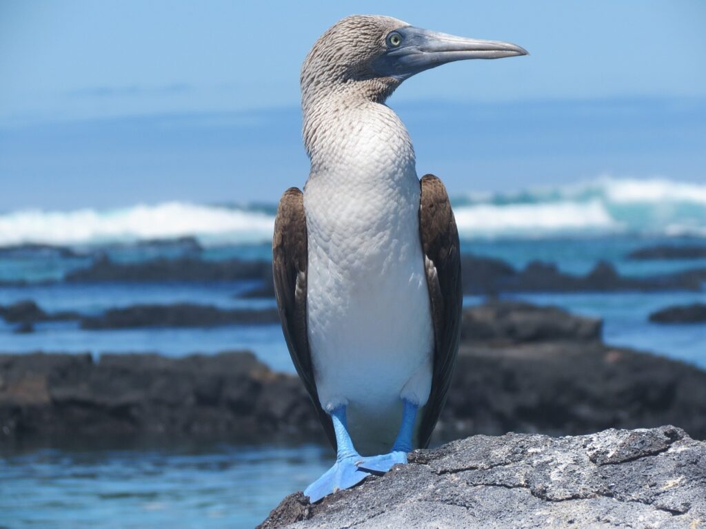 A cruise to the Galapagos islands | Outside Suburbia