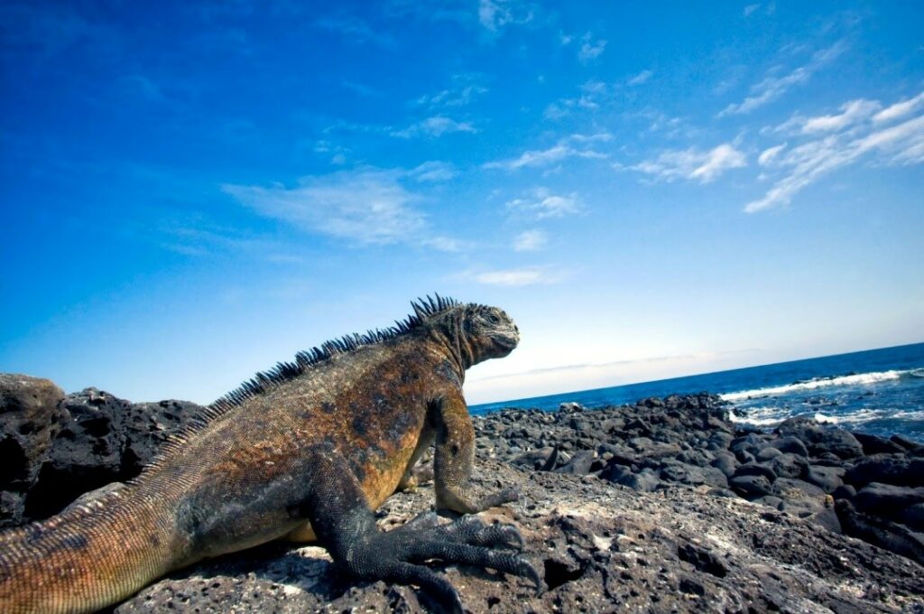 Recommended Cruise Destinations for Adventure | Top 5 Islands to Visit in the Galapagos