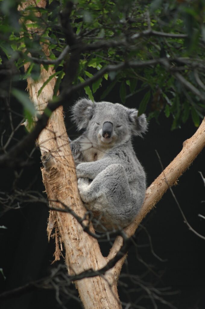 Cuddle with Koalas at the Taronga Zoo, Sydney