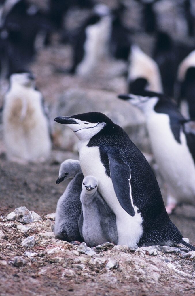 Chinstrap Penguins Antarctic