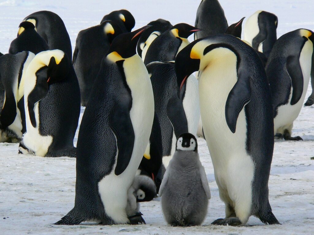 Emperor Penguins Antarctic