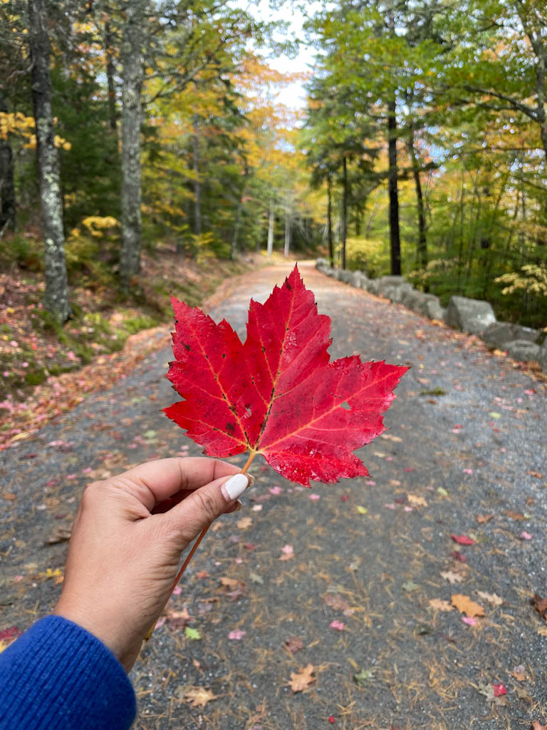 Carriage Roads, their paths blanketed in golden maple leaves. Acadia NP