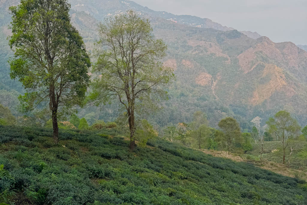 A scenic journey through Darjeeling and Sikkim—tea gardens, Himalayan views, temple visits, and serene mountain escapes. Includes travel tips, itinerary ideas, and the best time to visit.